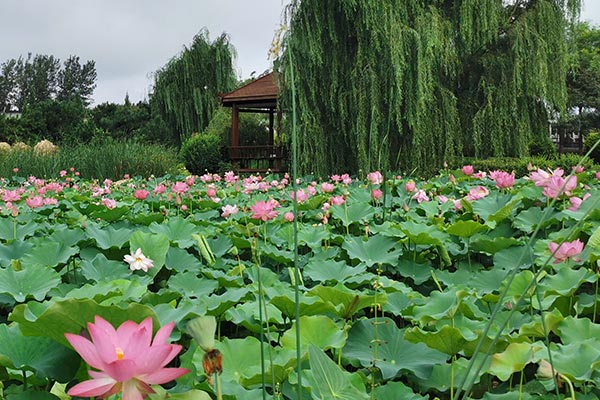 沈阳市建设绿色新民墓地公墓和环保设施